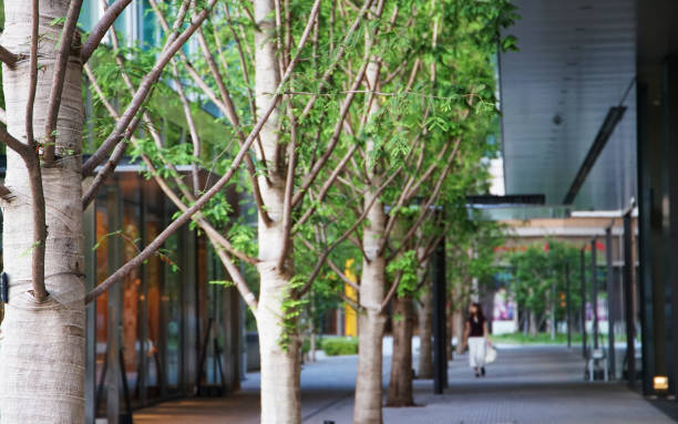 istock Green avenue in the town 840723258