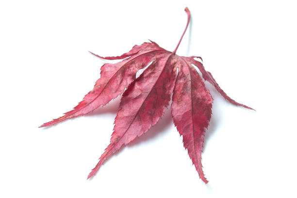 czerwony japoński liść klonu na białym tle - maple japanese maple leaf autumn zdjęcia i obrazy z banku zdj�ęć