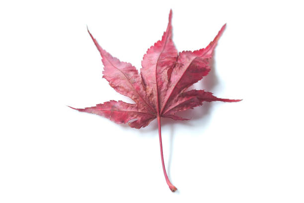 czerwony japoński liść klonu na białym tle - maple japanese maple leaf autumn zdjęcia i obrazy z banku zdjęć
