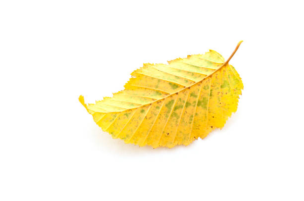 Leaf of a yellow hornbeam tree (Carpinus betulus) isolated in front of white background