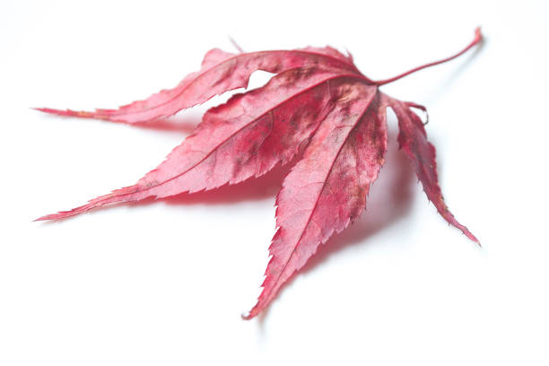 czerwony japoński liść klonu na białym tle - maple japanese maple leaf autumn zdjęcia i obrazy z banku zdjęć