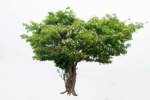 Hawthorn tree isolated on white