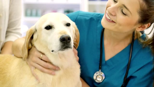 Friendly female vet talks pets adorable dog before beginning well examination