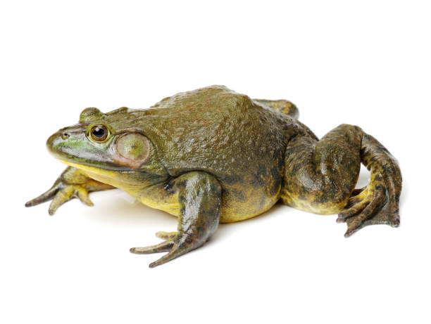 bullfrog, rana catesbeiana on white background - american bullfrog amphibian animal bullfrog imagens e fotografias de stock