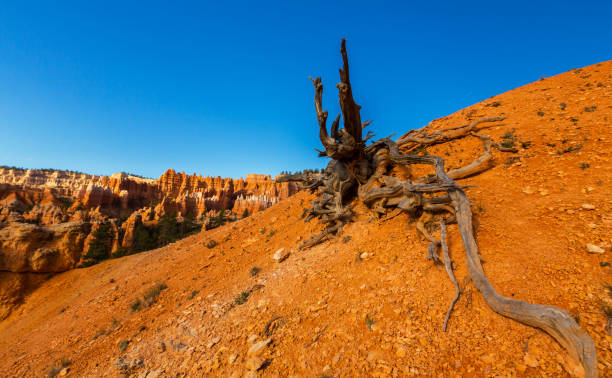 istock Scenery in Bryce Canyon National Park, under warm sunrise light and beautiful sky 840730052