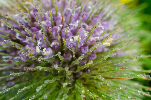 Morning dew
