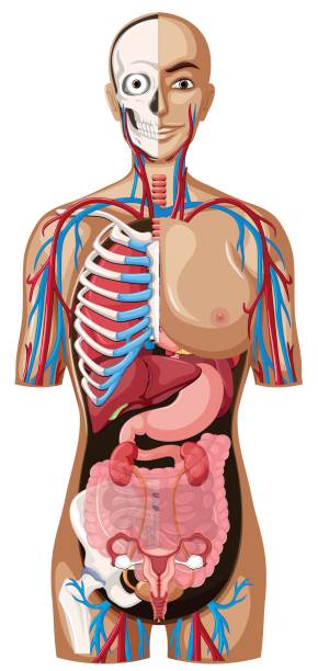 Human anatomy on white background Human anatomy on white background illustration clip art of rib cage stock illustrations