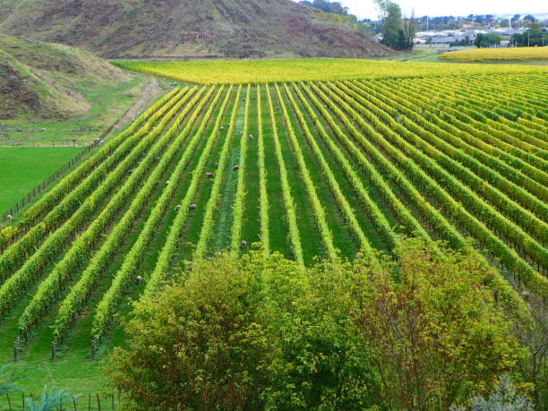 istock View over vineyard at Mission Estate 840735264