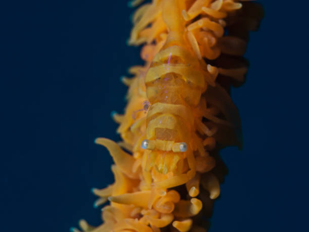 istock Anker`s Wip Coral Shrimp (Pontonides ankeri) 840738030