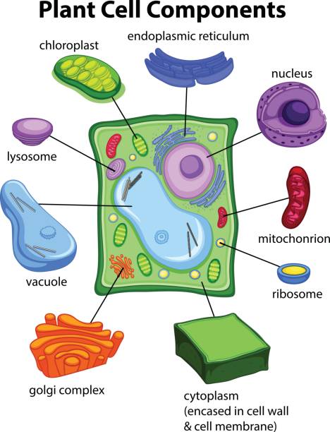 диаграмма, показывающая компоненты растительных клеток - растительная клетка stock illustrations