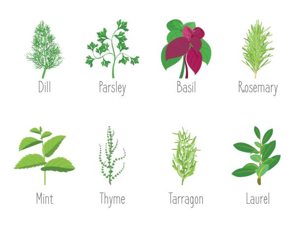ilustrações de stock, clip art, desenhos animados e ícones de herb set dill, parsley, basil, mint, rosemary, laurel and thyme. vector - bay wreath
