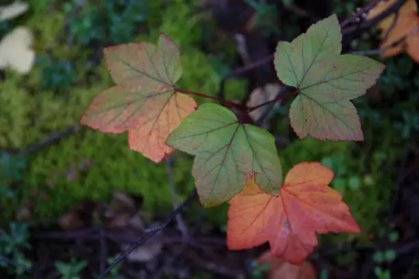 High bush cranberry leaves changing to fall colors