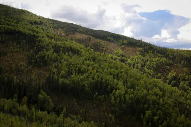Early autumn photo of a hillside in the Chena River valley, Fairbanks, Alaska