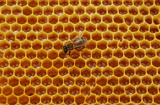 One bee on yellow honeycomb with honey.