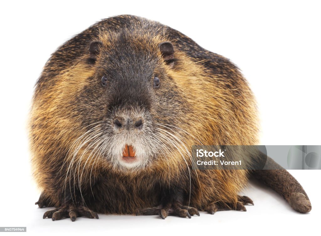 Large nutria. Large nutria isolated on a white background. Beaver Stock Photo