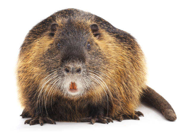 grande nútria. - nutria rodent beaver water - fotografias e filmes do acervo