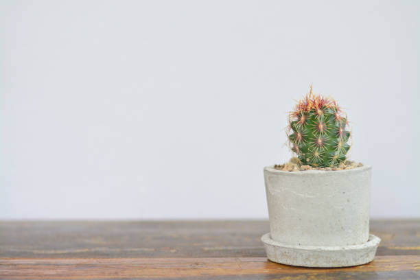 istock Cactus in cement pot on wooden table. 840757286