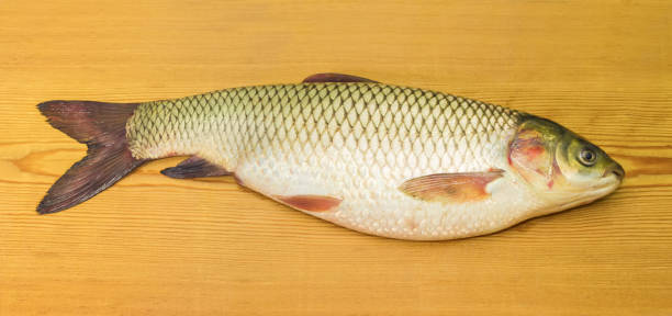 istock Freshly caught grass carp on a wooden surface 840758334