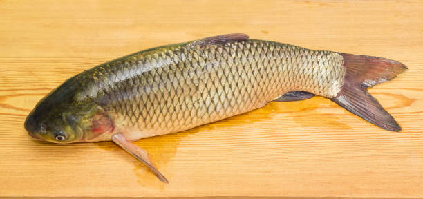 istock Freshly caught grass carp on a wooden surface 840758558