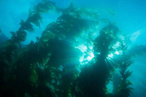 istock Sunrays Shining Past Underwater Kelp Forest Deep in the Ocean 840758792