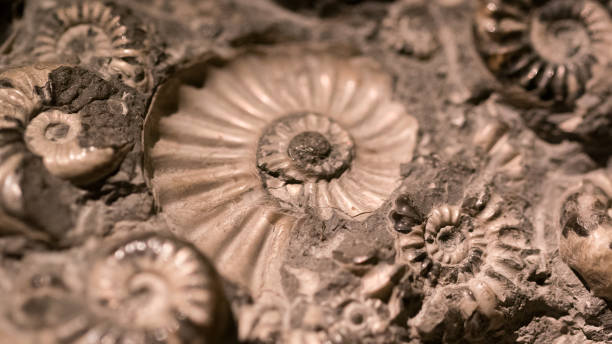 istock Fossil & Ammonite for fuel energy 840765372