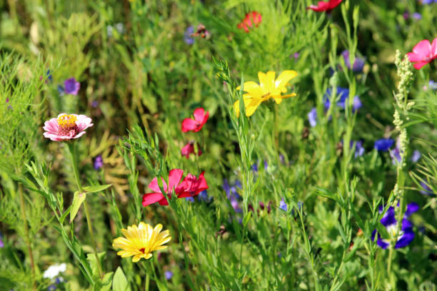 istock multi colored flowers outdoors 840770360