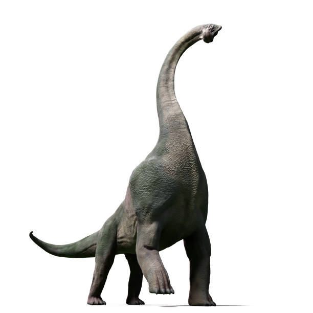 istock Brachiosaurus altithorax from the Late Jurassic 840772624