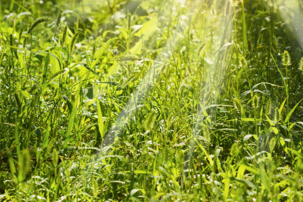 istock Background of the high grass on the sunrise 840774318