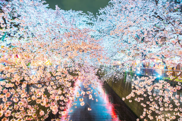 istock Sakura with night light at Tokyo, Japan. 840777476