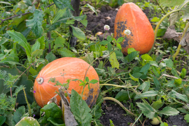istock Orange pumpkins grow on the bed 840778174