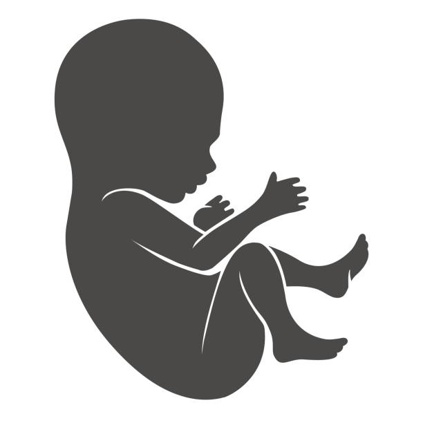 Human fetus icon Human fetus icon or newborn and unborn baby silhouette isolated on white background. Vector illustration fetus stock illustrations