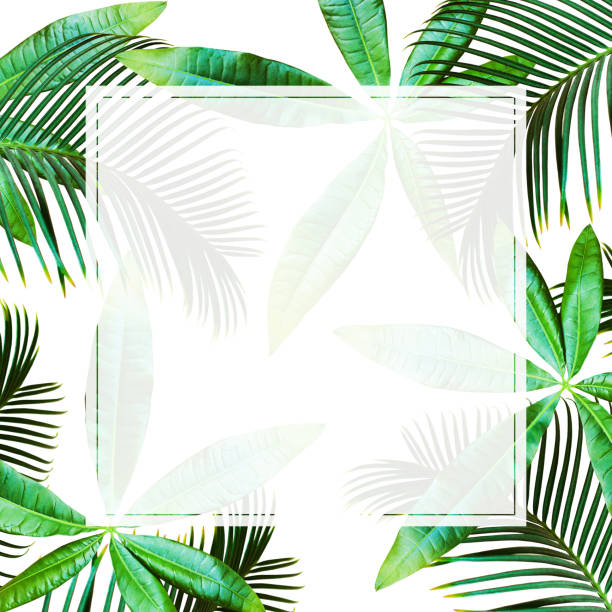 istock Top view Tropical palm leaves. Flat lay, White background 840780950
