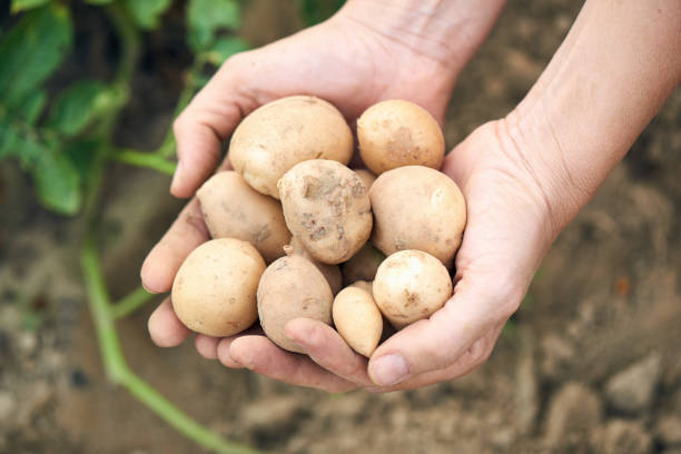 istock Freshly Harvested Potatoes 840781572