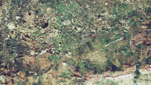 istock Brick wall with green lichens and moss 840782022