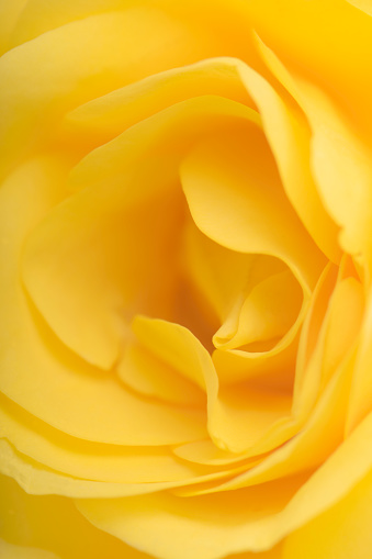 Macro of Yellow rose pattern of petals