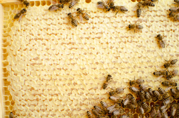 istock Bee colony on the honeycombs. Beekeeping and getting honey. Hive on the background 840788520