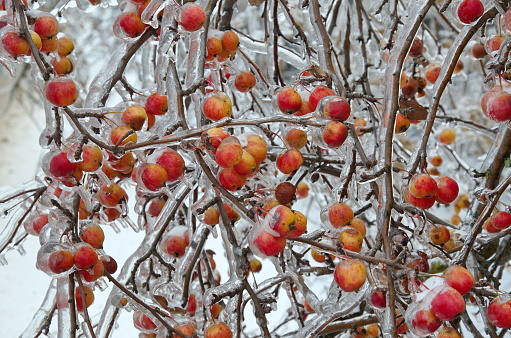 Icy branches of Apple trees with apples after freezing rain