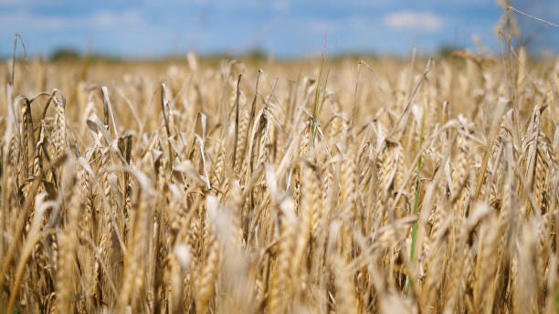 istock Corn gold wheat field and blue sky with clouds 840788790