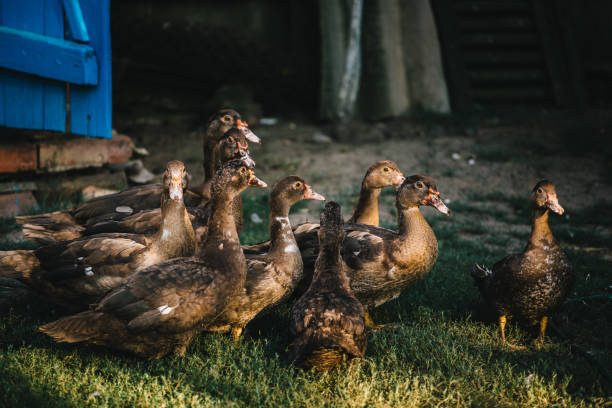 istock Flock of ducks in backyard 840788912