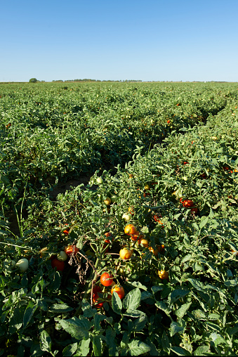 Codigoro (Fe) Italy, a field of tomatoes