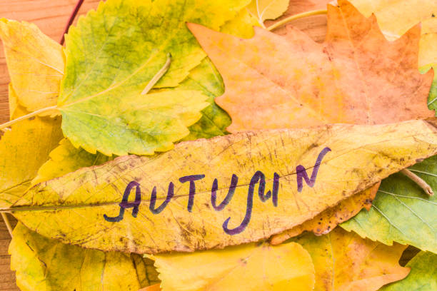 istock Yellow leaf with an inscription autumn 840790640