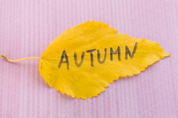 Yellow leaf with an inscription AUTUMN on a pink white background