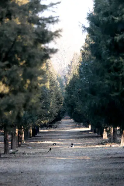 Photo of many Magpies in the boulevard of pine in a Chinese park, very quite and peaceful