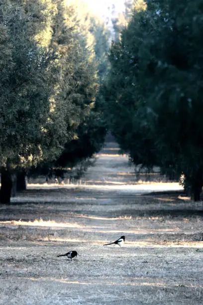 Photo of many Magpies in the boulevard of pine in a Chinese park, very quite and peaceful