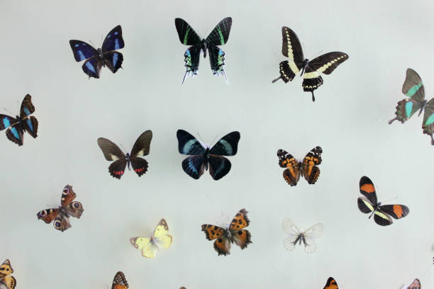 istock The colorful butterflies specimen with different Species 840793304