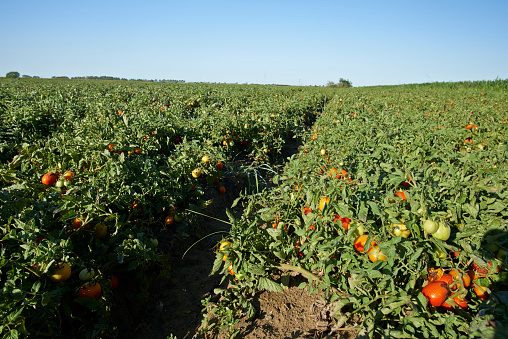 Codigoro (Fe) Italy, a field of tomatoes