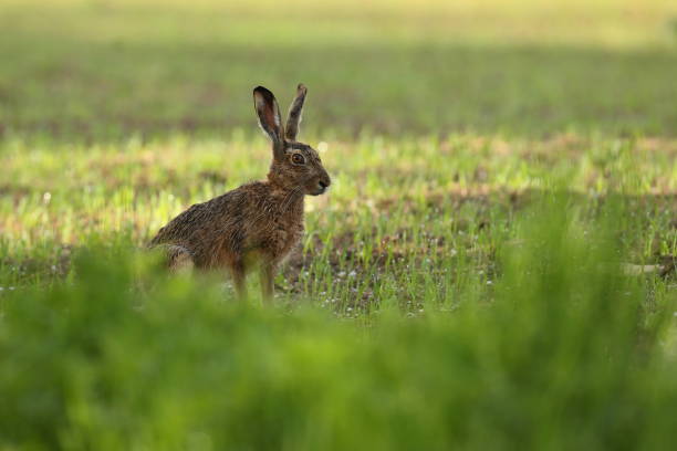 istock hare in the beautiful light on green grassland 840793672