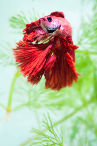 Ruzetta Fish 8,700+ Red Betta Fish Stock Photos, Pictures & Royalty-Free Images - iStock