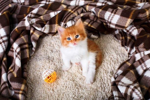 istock Red orange kitten at blue wood 840799264