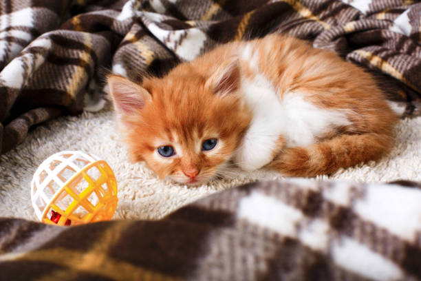 istock Sad Red orange kitten at plaid blanket 840799356